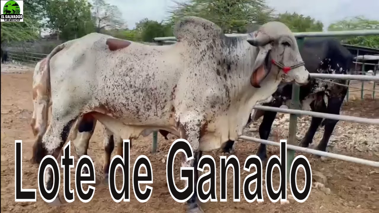 Nuevo lote de Ganado en venta Vacas lecheras puras y Toros Regero el salvador en el campo