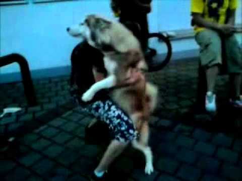 Video: Hvor Meget Koster En Husky Hund