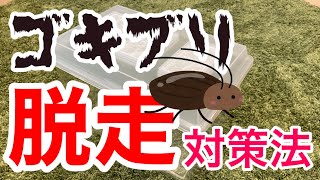 餌用ゴキブリが脱走したので2度と逃げられないようにする【レッドローチ＆デュビアの飼育環境】