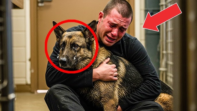 Soldier Returns From War And His Dog Starts Crying. What Happens Next Will  Melt Your Soul!