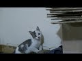 野良子猫との死闘!捕獲劇編