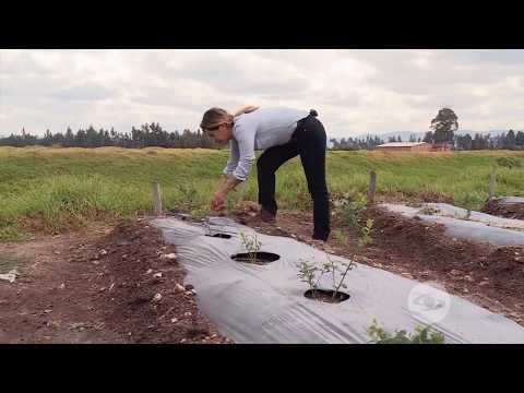 Video: Cultivo Y Variedades De Arándanos En El Jardín - 3