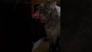 Kitty Develops Mystery Mass In Her Sinuses, Rescuers Scrambling To Find Answers Story Below