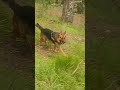 Bravo enjoying evening in jungle#germanshepherd#dog#gsd#dogs#dogshorts#shortsviral#eveningroutines