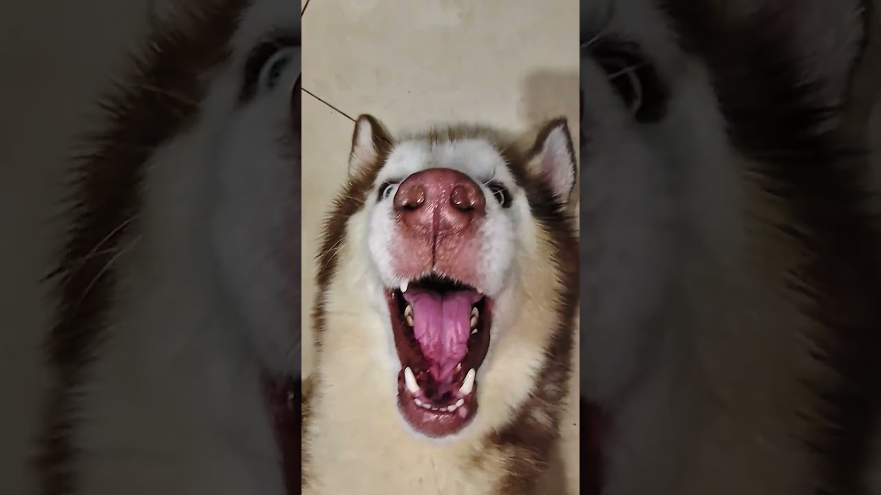 Naughty Bojji the Husky Infectious Laugh and Smile