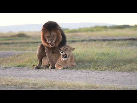 Mating lions