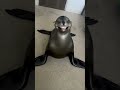 Sea lion #music #funny #musicatechno #techno #memes #cat