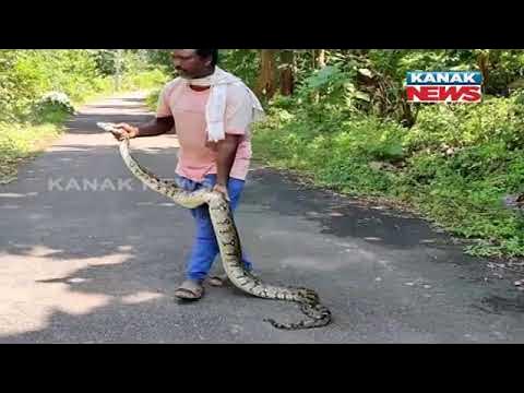 8-ft Long Python Rescued In Chitrakonda | Odisha | - YouTube