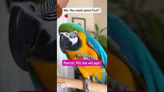 very funny video parrot talking  #animalloveland #talkingparot #parrot #birds