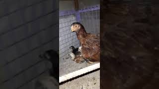Short nose hen for sale