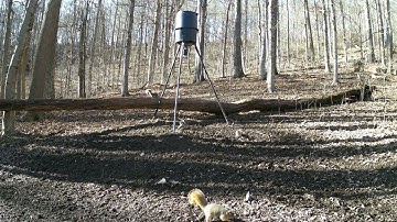 The difference between grey squirrels and fox squirrels is easy to spot