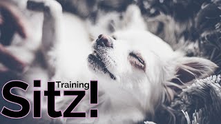 Chihuahua Tricktraining | Sitz  ✪ Einfach beibringen ✪