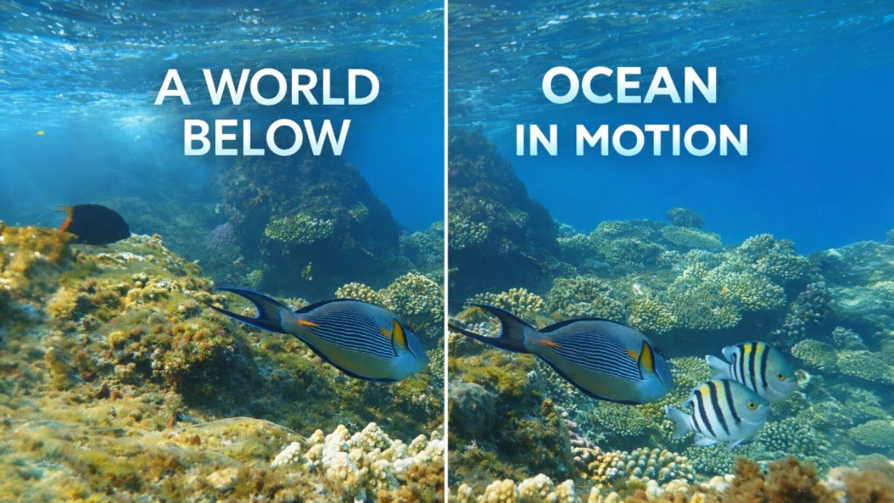 Sergeant major fish school swimming underwater clear turquoise ocean water sunlit surface