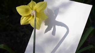 Cyanotypes With Alice Penrose