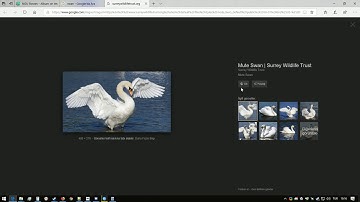 NGU Idle Asshole Swan