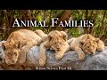 Animal families 4k  adorable scenes of wild animal families  scenic relaxation film