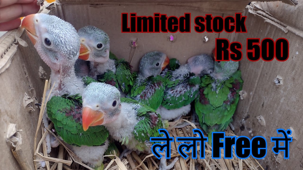 Alexander Baby Parrot for Sale।। पहाड़ी तोता के बच्चे खरीदें Online।।