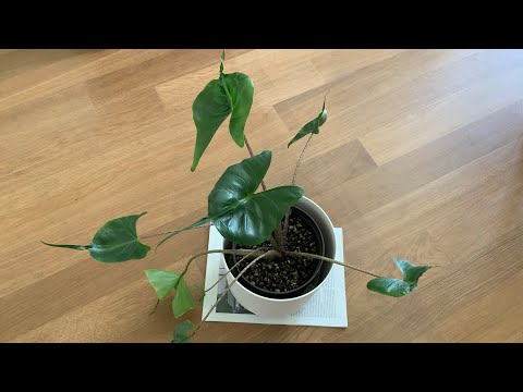 How To Care For A Stingray Plant