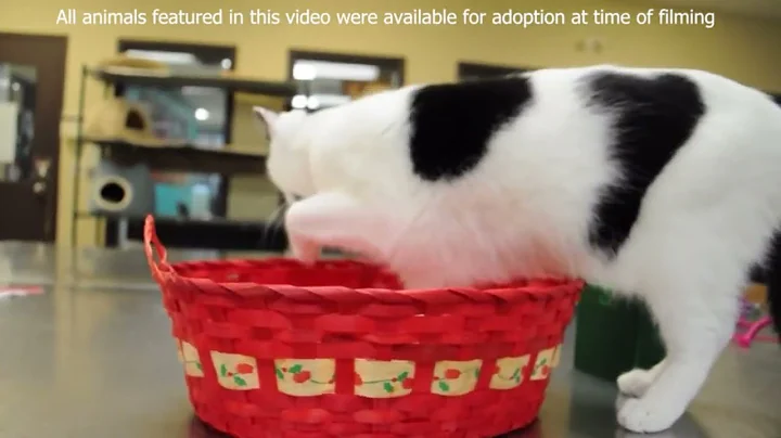 CCI AM (December 9th, 2022)