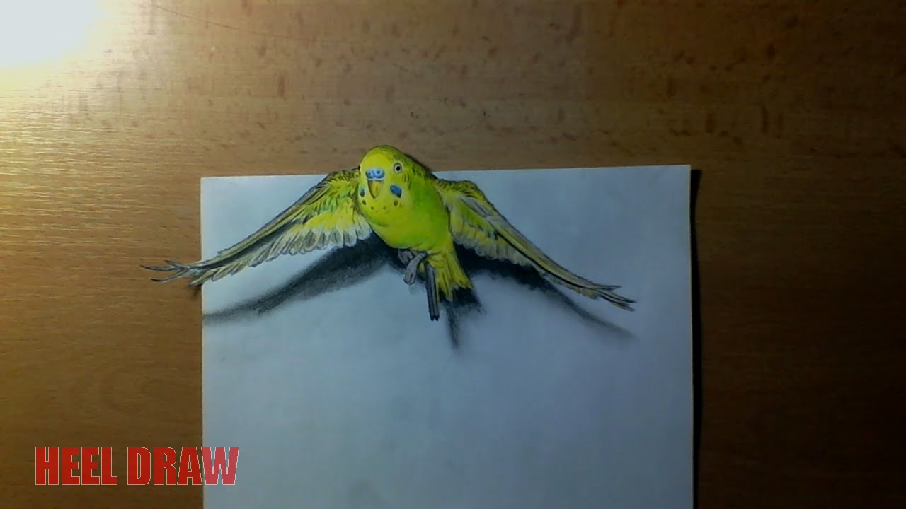 Featured image of post How To Draw A Budgie Step By Step To make the construction lines to draw faces draw a circle a