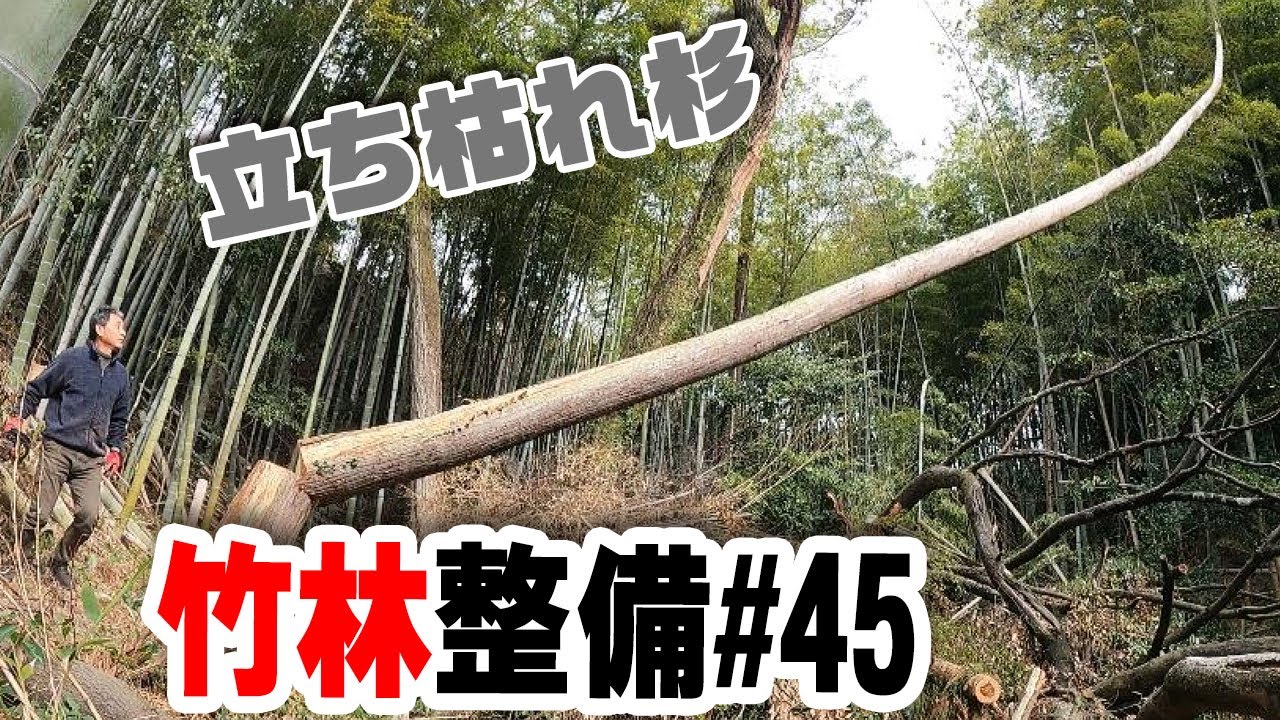 危険 立ち枯れ杉の伐採 【竹林整備】#45 - YouTube