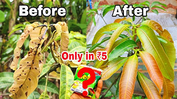 Mango plant new leaf, stem curling & drying care | very cheapest solution