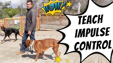 Teaching Henry (pool dog) low distraction impulse control training using a leash