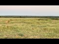 Lion tries to catch cheetah out in the open 