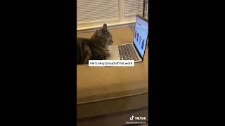 Komik ve mutlu  kedi videoları   kediler köpekler Komik hayvanlar