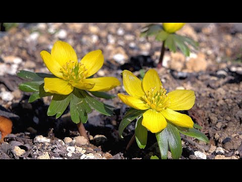 黄花節分草 キバナセツブンソウ が咲く ふかや緑の王国 Spring Ephemeral Cute Flowers 埼玉県深谷市櫛引 4k Youtube