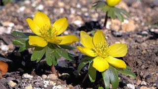 黄花節分草 キバナセツブンソウ が咲く ふかや緑の王国 Spring Ephemeral Cute Flowers 埼玉県深谷市櫛引 4k Youtube 黄花節分草 キバナセツブンソウ が咲く ふかや緑の王国 Spring Ephemeral Cute Flowers 埼玉県深谷市櫛引 4k Youtube