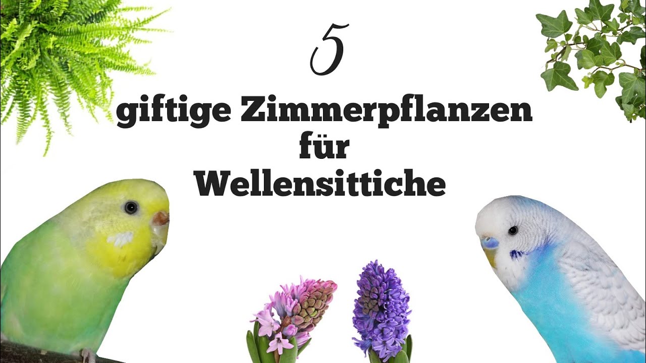 5 giftige Zimmerpflanzen fr Wellensittiche