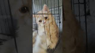 si moca mata besar duduk santai  dan manja #cat