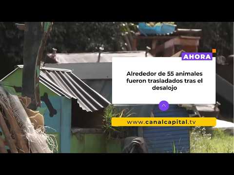 Animal shelter for dogs and cats evicted in Fontibón | News