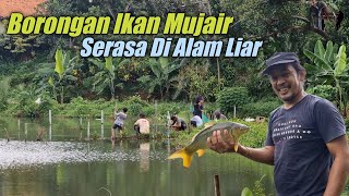 Borongan Ikan Mujair | Serasa Di Alam Liar