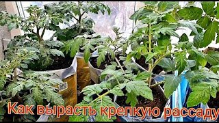 видео: Как вырастить крепкую рассаду с толстым стволом.Чудо-средства не нужны.СЕКРЕТЫ ВЫРАЩИВАНИЯ. картинка: Как вырастить крепкую рассаду с толстым стволом.Чудо-средства не нужны.СЕКРЕТЫ ВЫРАЩИВАНИЯ.