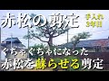 【赤松の剪定 #6】ぐちゃぐちゃになった赤松を蘇らせる剪定！3年目！