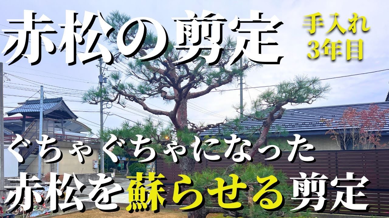 【赤松の剪定 #6】ぐちゃぐちゃになった赤松を蘇らせる剪定！3年目！