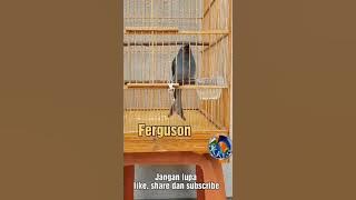 Pelatih / Masteran PALING HEBAT. Nembak panjang Cililin, Tengkek, Gereja, Pelatuk, Priwitan, Parkit.