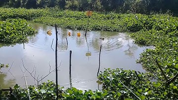 CÂU CÁ THIÊN NHIÊN|CHỖ NÀY CÁ ỤC QUÁ-CÂU THỬ XEM |