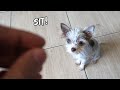 Teaching My New Puppy His First Tricks - HE LEARNED IN 5 MINS | Vlog #895