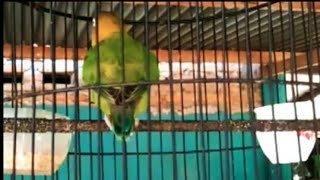 Lovebird Ngekek Panjang Memblakangi Musuh l Tancap Gass Lorr