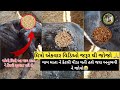 Unbelievable Humanity!🐄 Saving a Cow Severely Infected by Maggots Heart-Touching Animal Rescue Story