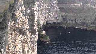 Birds eye view of gannets, Noss, Shetland