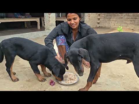 31 मार्च 2026