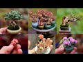 Miniature Succulents Plants | 多肉植物 | 다육이들 | Suculentas