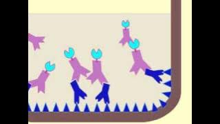Enzyme-Linked Immunosorbent Assay (ELISA) - Multi-Lingual Captions