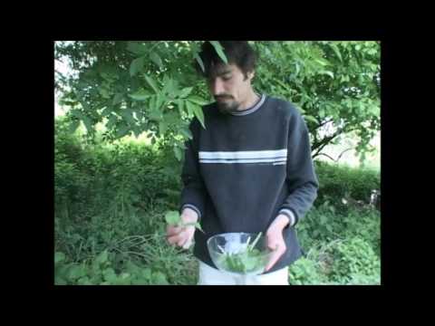 Vidéo: Puis-je manger des myosotis - Comment utiliser des plantes comestibles myosotis du jardin