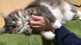忍び足から攻撃する猫 ノルウェージャンフォレストキャットwalk stealthily.Norwegian Forest Cat.