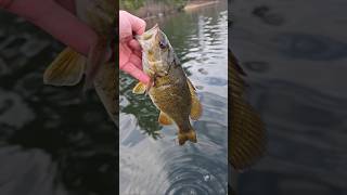 This is the real football season #fishing #smallmouthbass